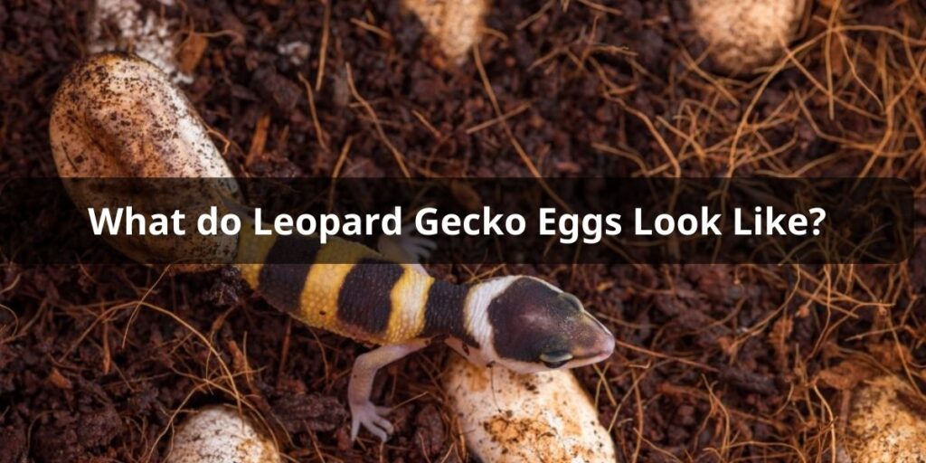 What do Leopard Gecko Eggs Look Like