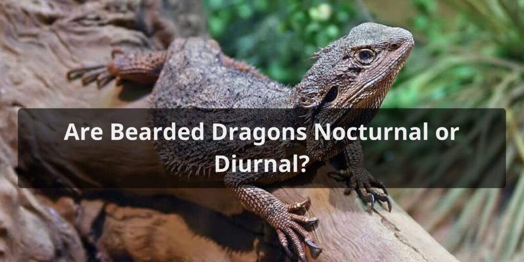 Are Bearded Dragons Nocturnal or Diurnal