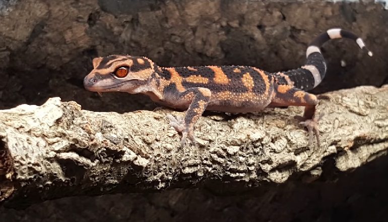 The Flexibility of Gecko Sleep Cycles