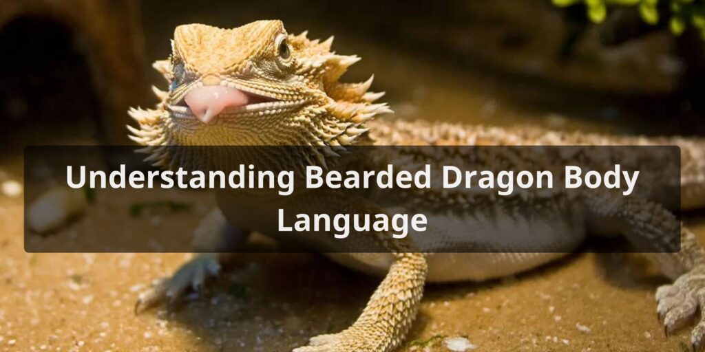Understanding Bearded Dragon Body Language