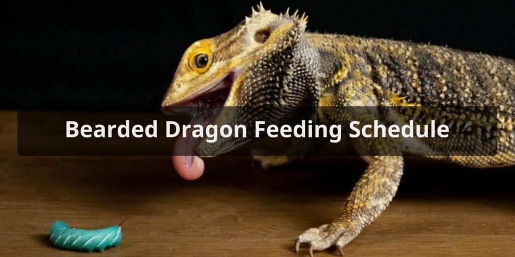 Bearded Dragon Feeding Schedule