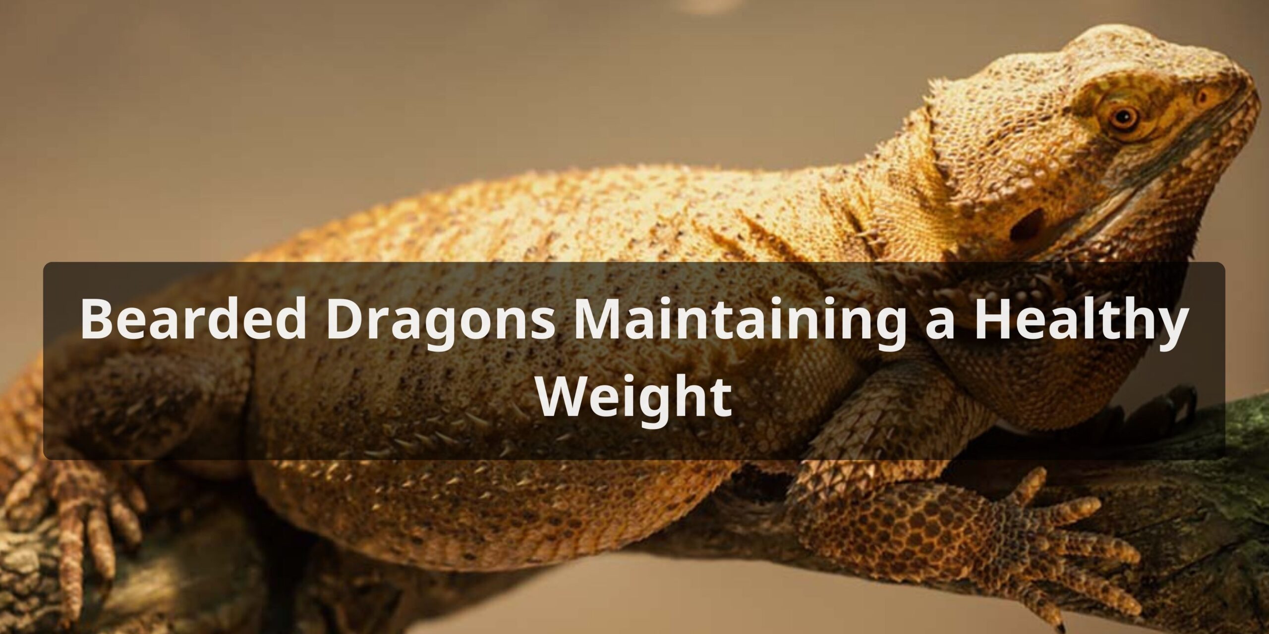 Bearded Dragons Maintaining a Healthy Weight