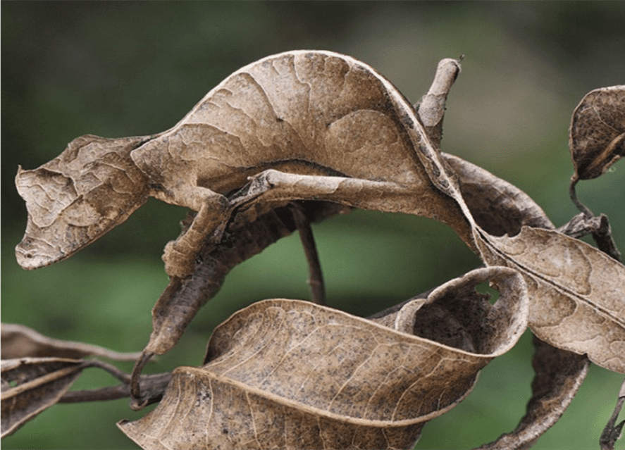Camouflage and Crypsis - Gecko Behavioral Adaptations