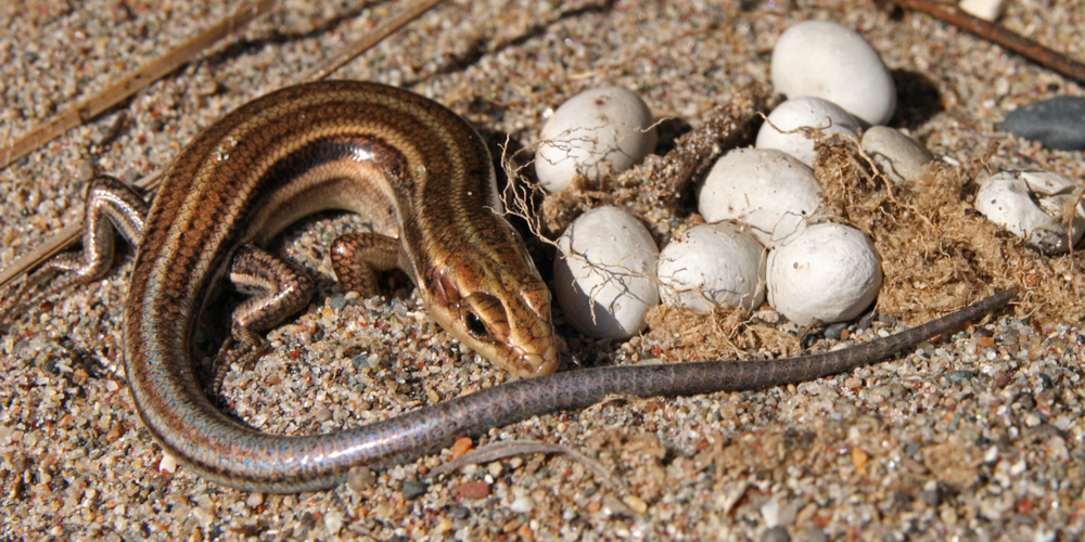 Egg-Laying Lizards