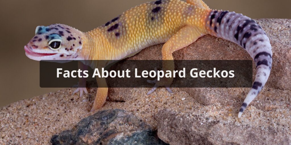 Facts About Leopard Geckos