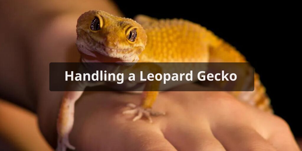 Handling a Leopard Gecko
