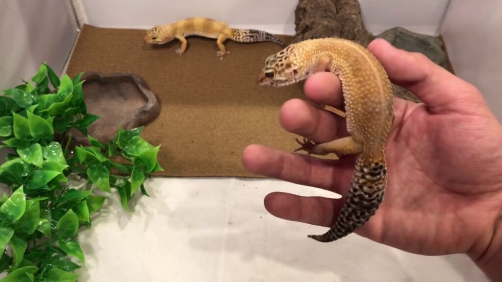 Considered a Large or Small Leopard Gecko