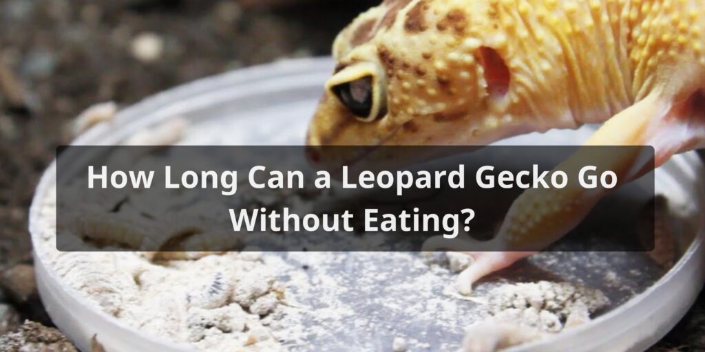 How Long Can a Leopard Gecko Go Without Eating