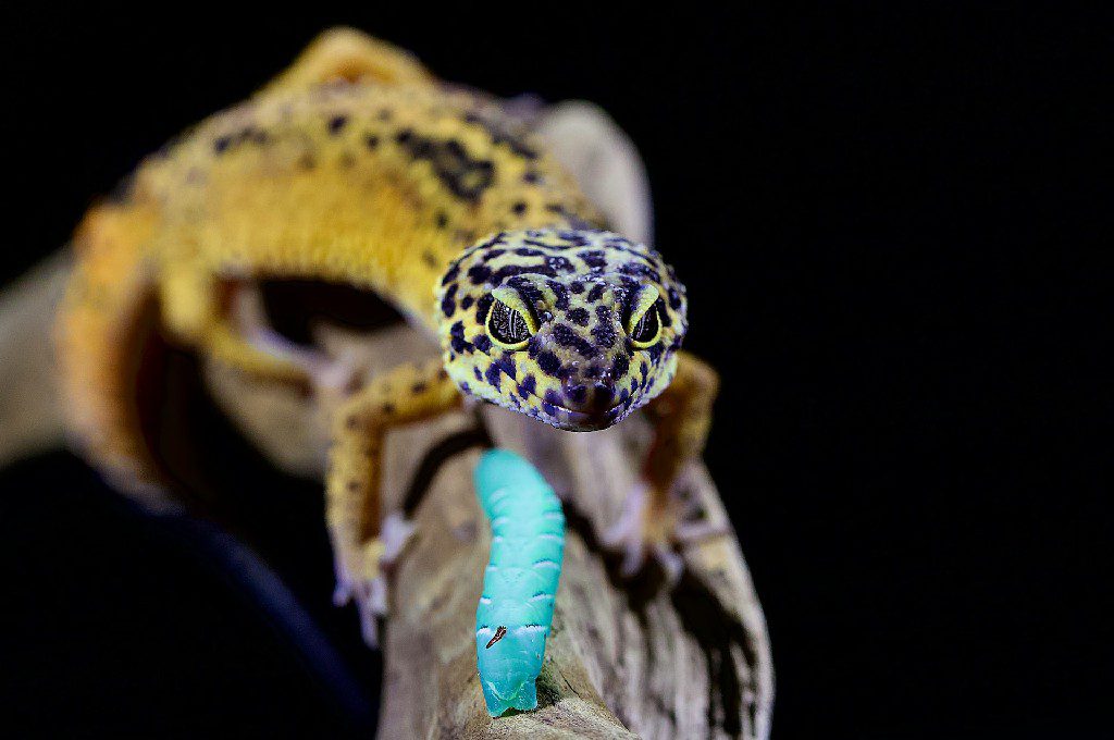 Leopard Geckos Go Without Food