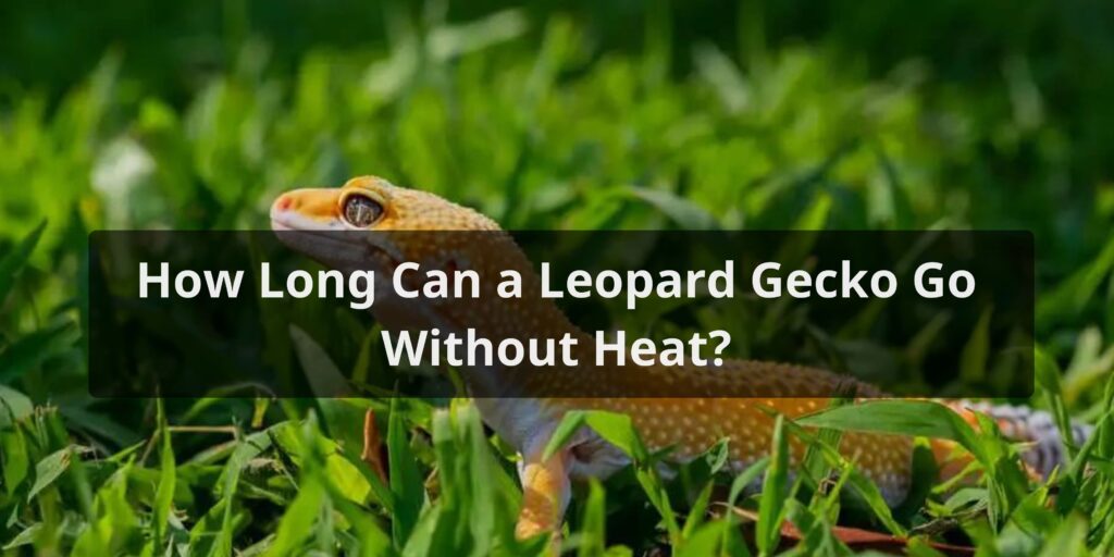 How Long Can a Leopard Gecko Go Without Heat