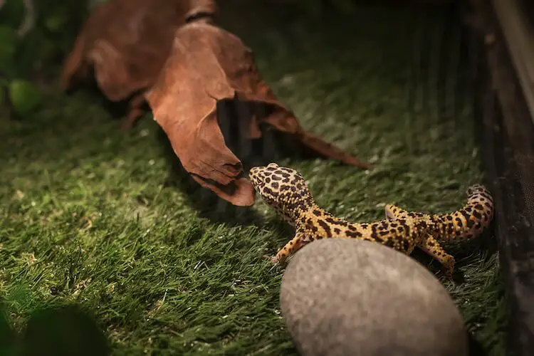 Understanding a Leopard Gecko's Heating Needs