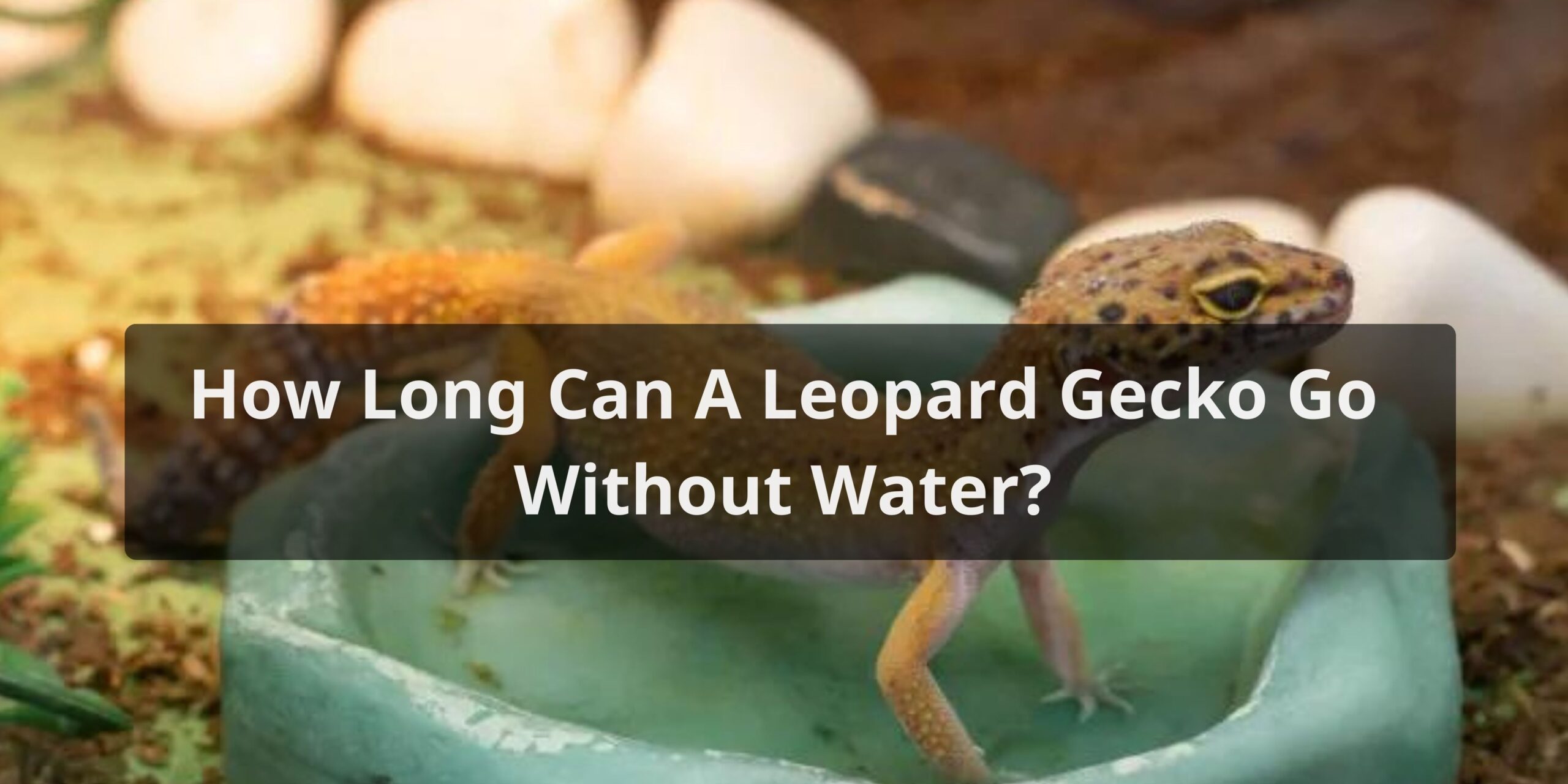 How Long Can A Leopard Gecko Go Without Water