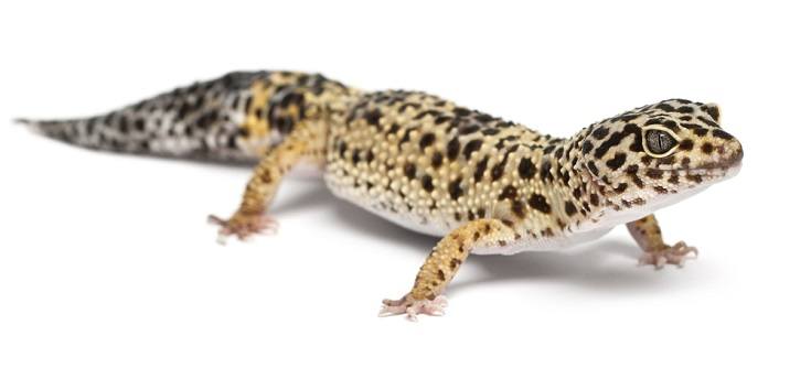 Average Lifespan of Leopard Geckos