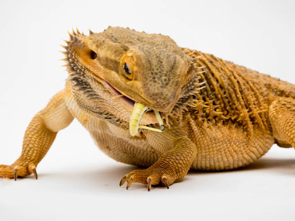 Key Factors in Feeding Crickets to Bearded Dragons