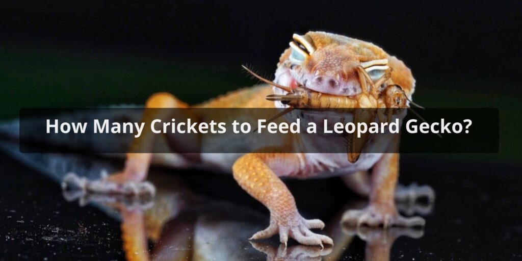 How Many Crickets to Feed a Leopard Gecko