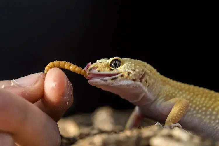 How Much Should Leopard Geckos Eat?