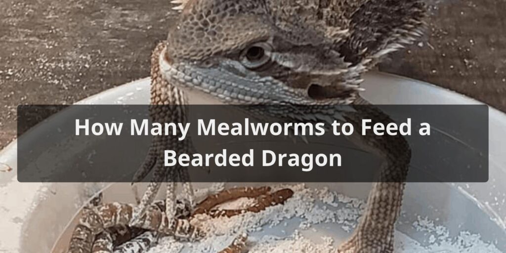 How Many Mealworms to Feed a Bearded Dragon