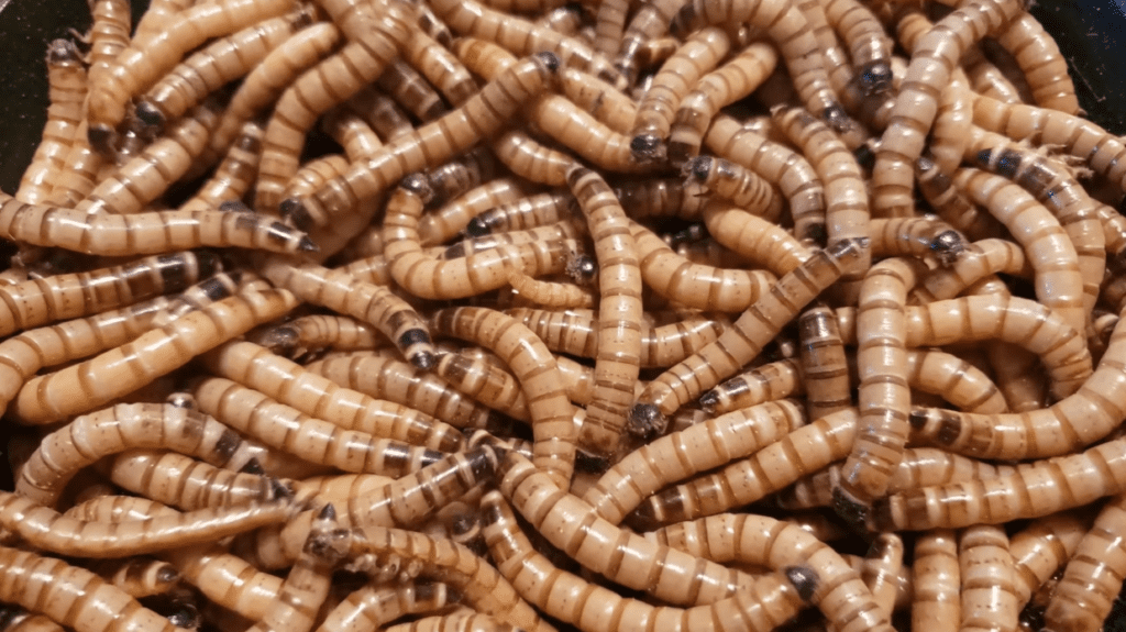 Mealworms as Part of a Bearded Dragon's Diet
