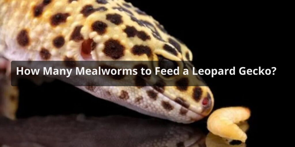 How Many Mealworms to Feed a Leopard Gecko