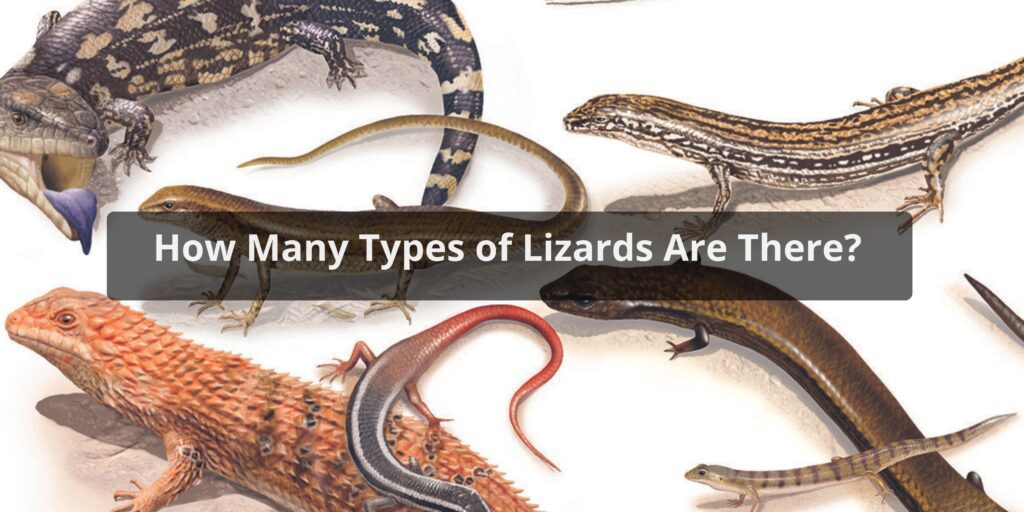 How Many Types of Lizards Are There