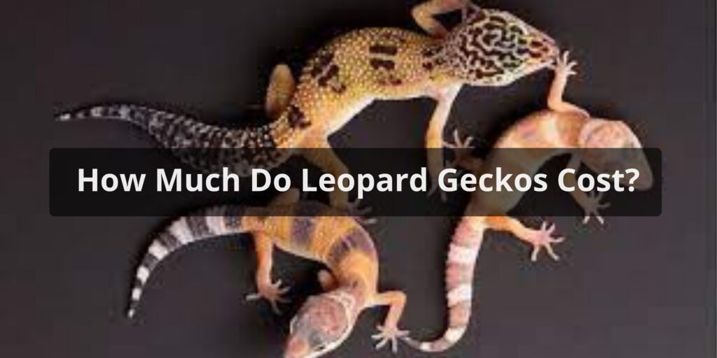 How Much Do Leopard Geckos Cost