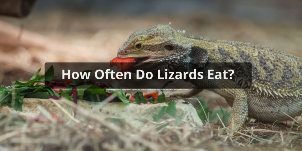How Often Do Lizards Eat