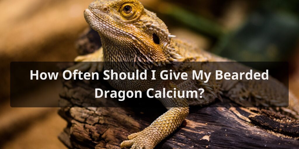 How Often Should I Give My Bearded Dragon Calcium