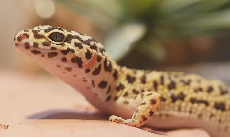 Adult Leopard Geckos