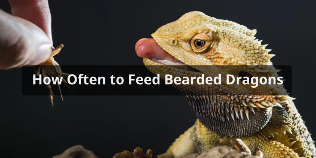 How Often to Feed Bearded Dragons