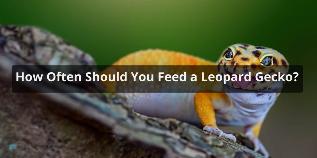 How Often Should You Feed a Leopard Gecko
