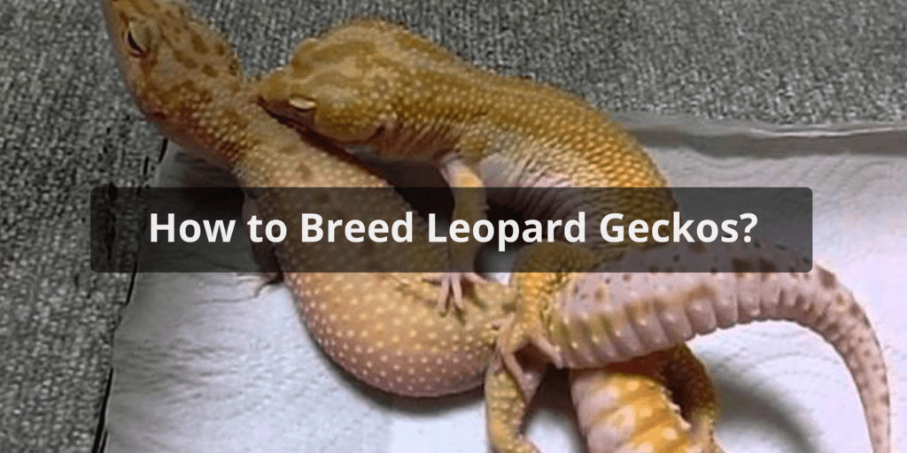 How to Breed Leopard Geckos