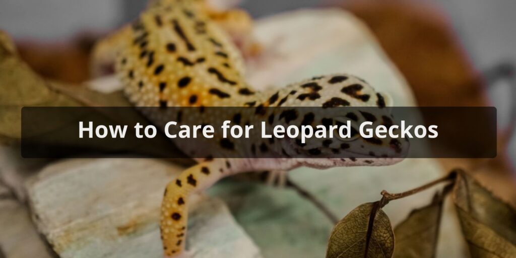 How to Care for Leopard Geckos