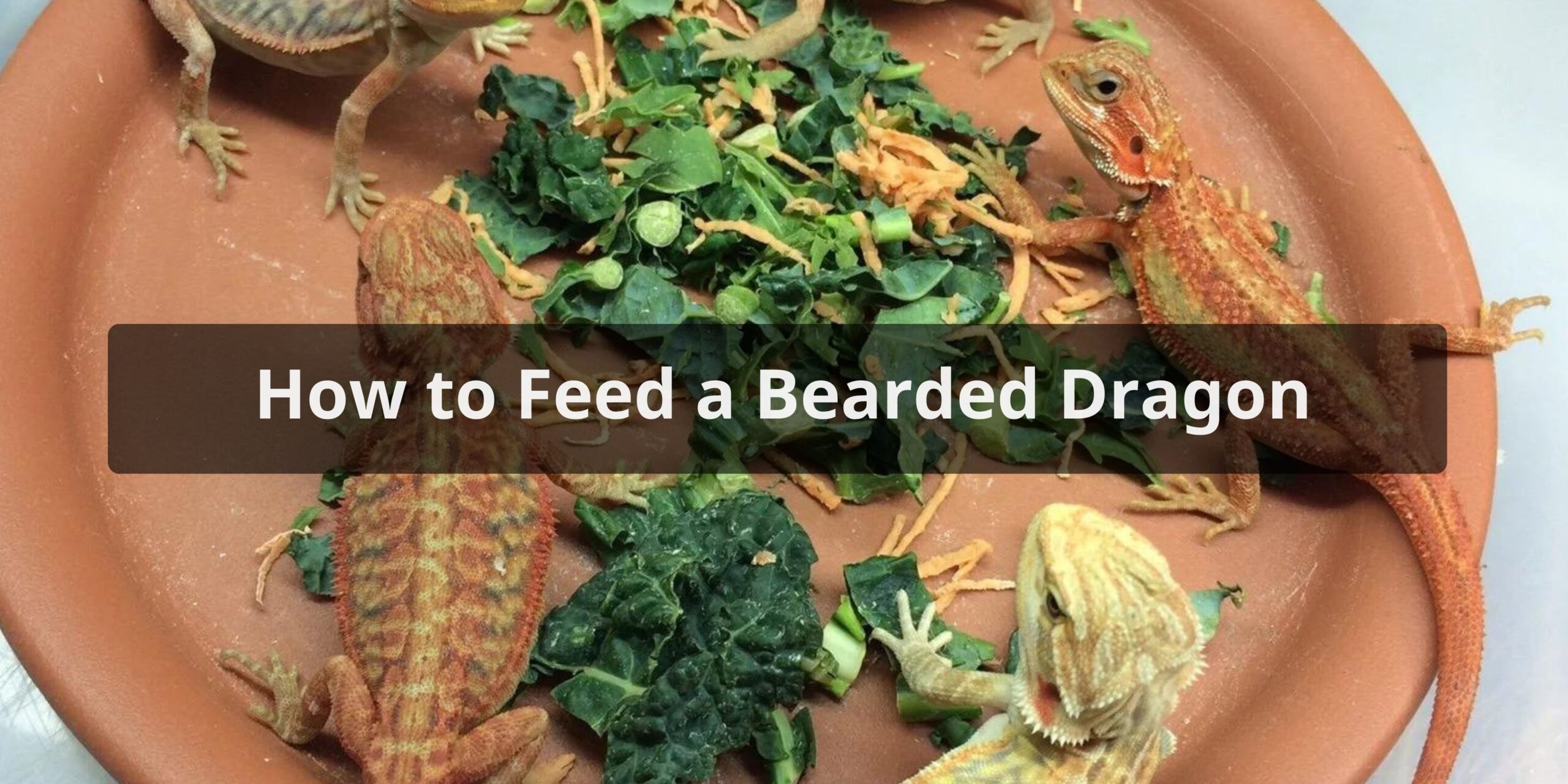 How to Feed a Bearded Dragon
