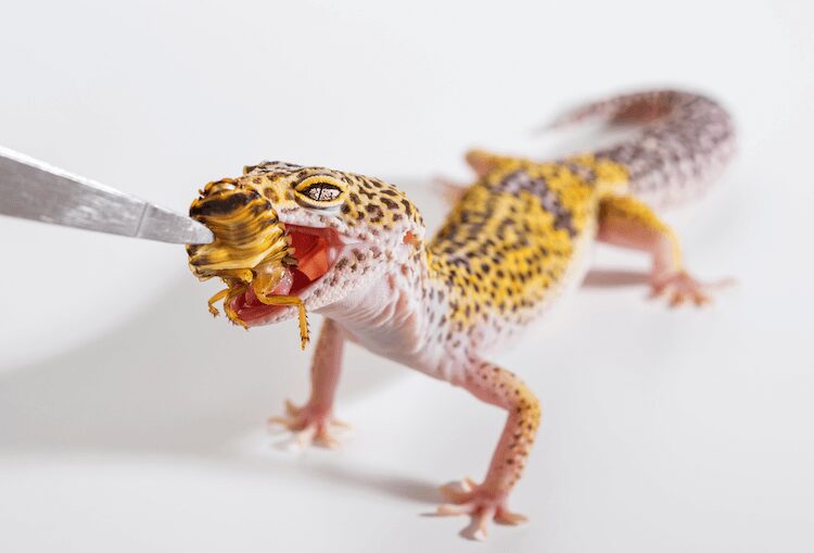 Get Your Gecko's Attention