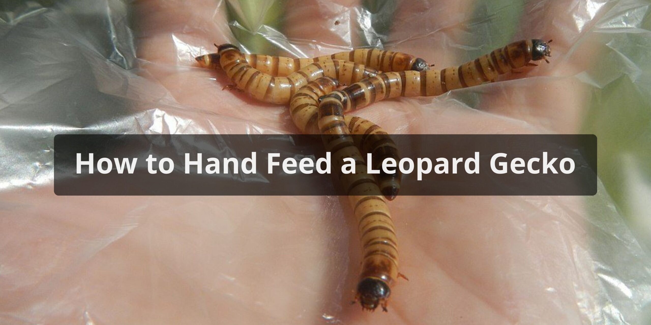 How to Hand Feed a Leopard Gecko