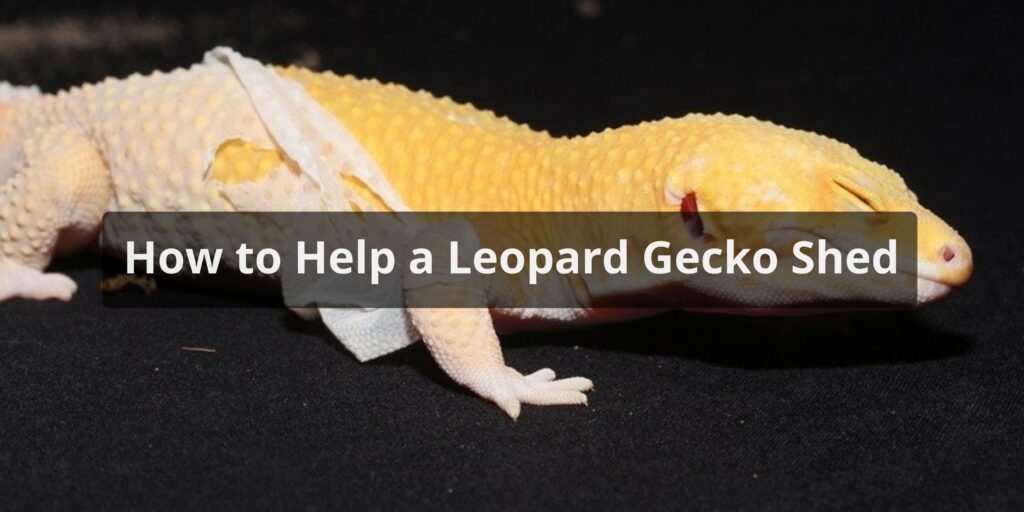 How to Help a Leopard Gecko Shed