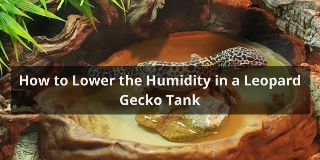 How to Lower the Humidity in a Leopard Gecko Tank