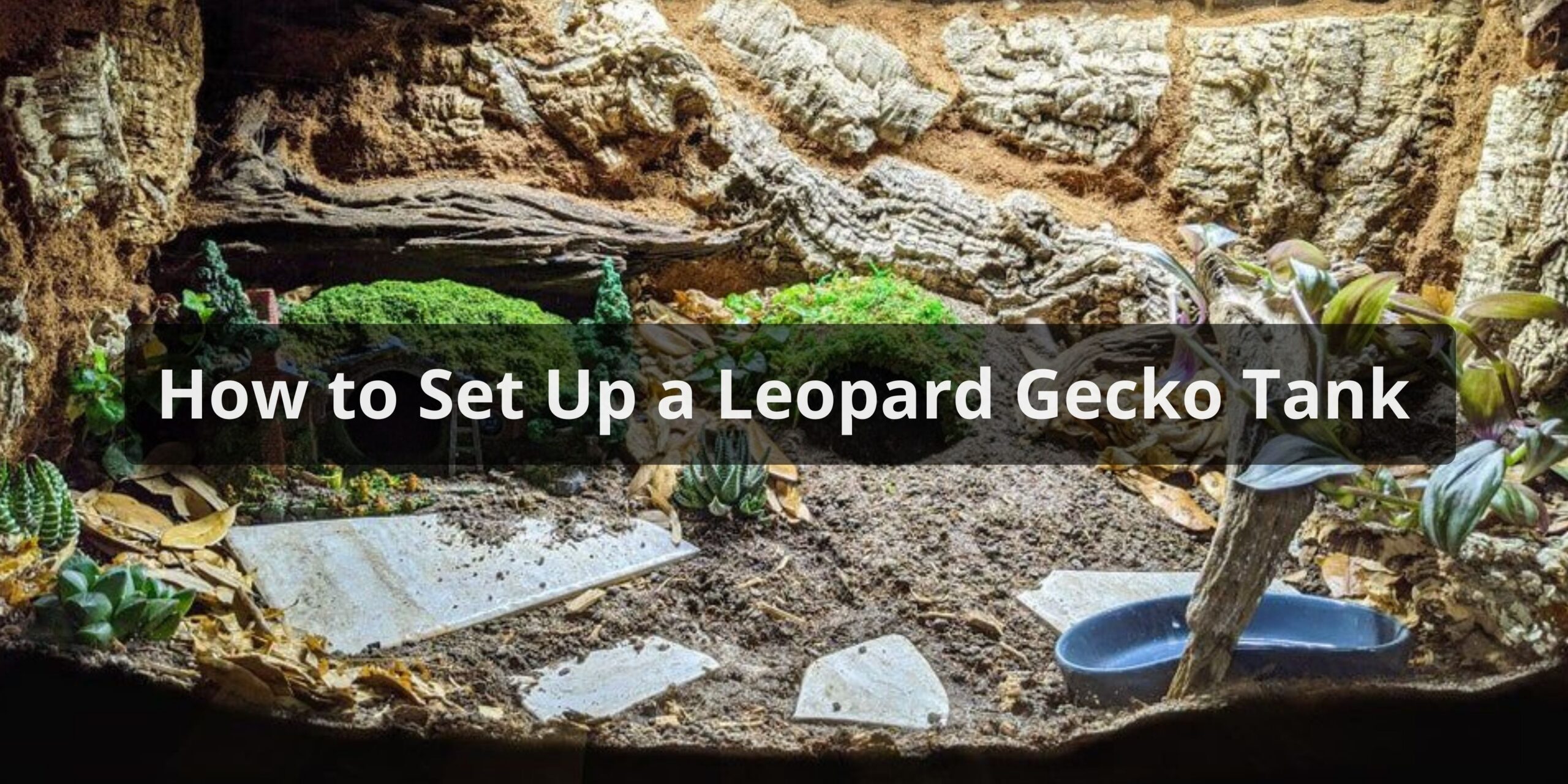 How to Set Up a Leopard Gecko Tank