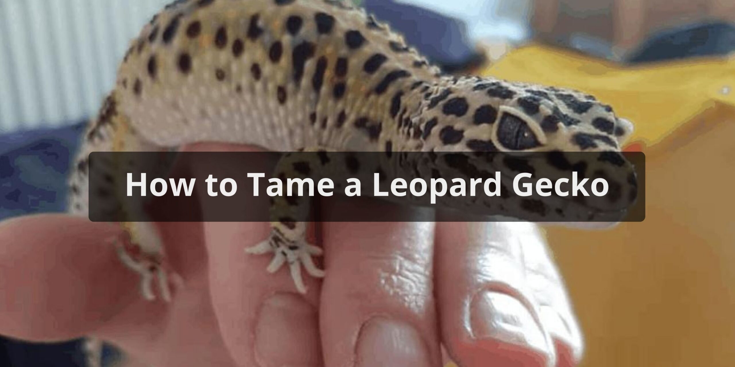 How to Tame a Leopard Gecko