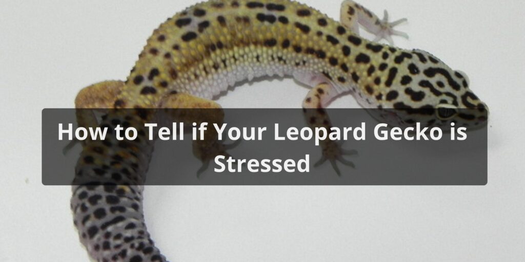 How to Tell if Your Leopard Gecko is Stressed