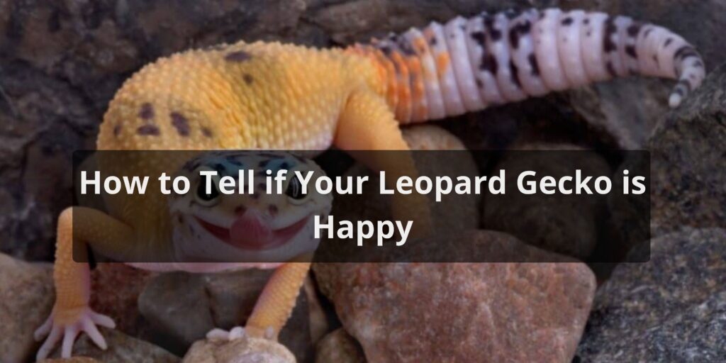 How to Tell if Your Leopard Gecko is Happy