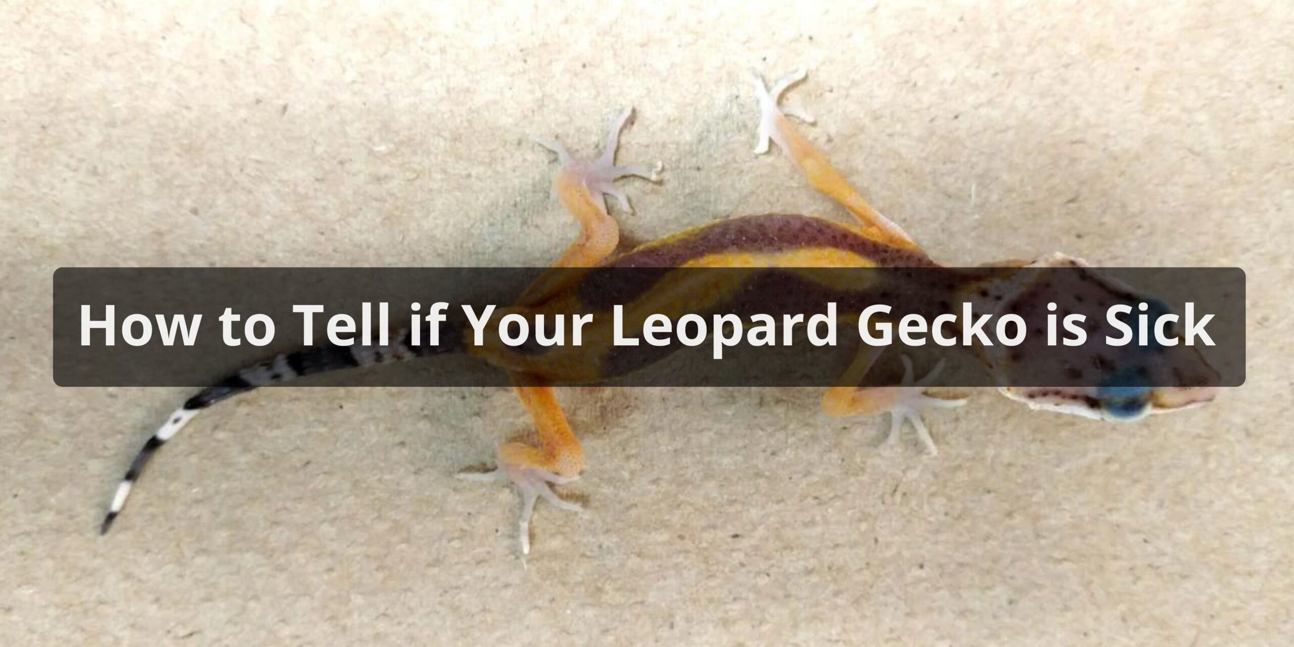 How to Tell if Your Leopard Gecko is Sick