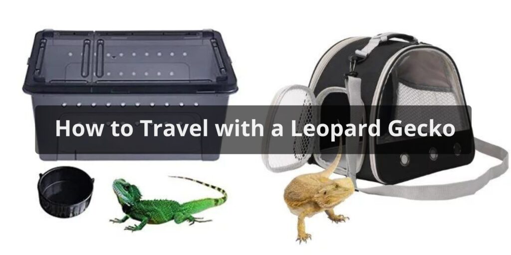How to Travel with a Leopard Gecko