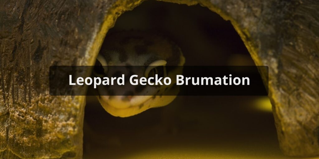 Leopard Gecko Brumation