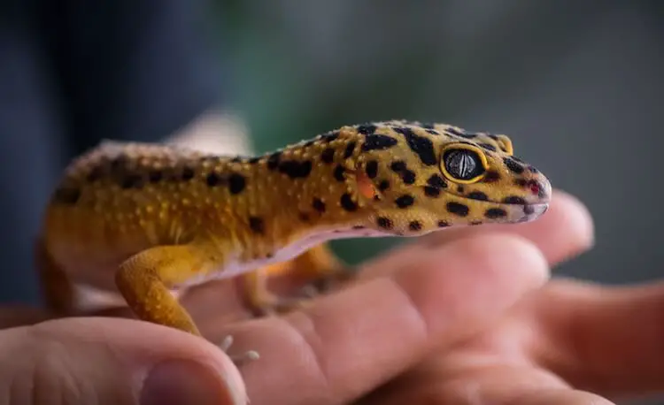 Juveniles Leopard Gecko