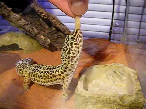 Feed a Leopard Gecko