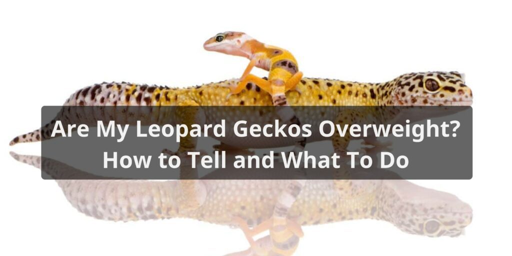 Are My Leopard Geckos Overweight How to Tell and What To Do
