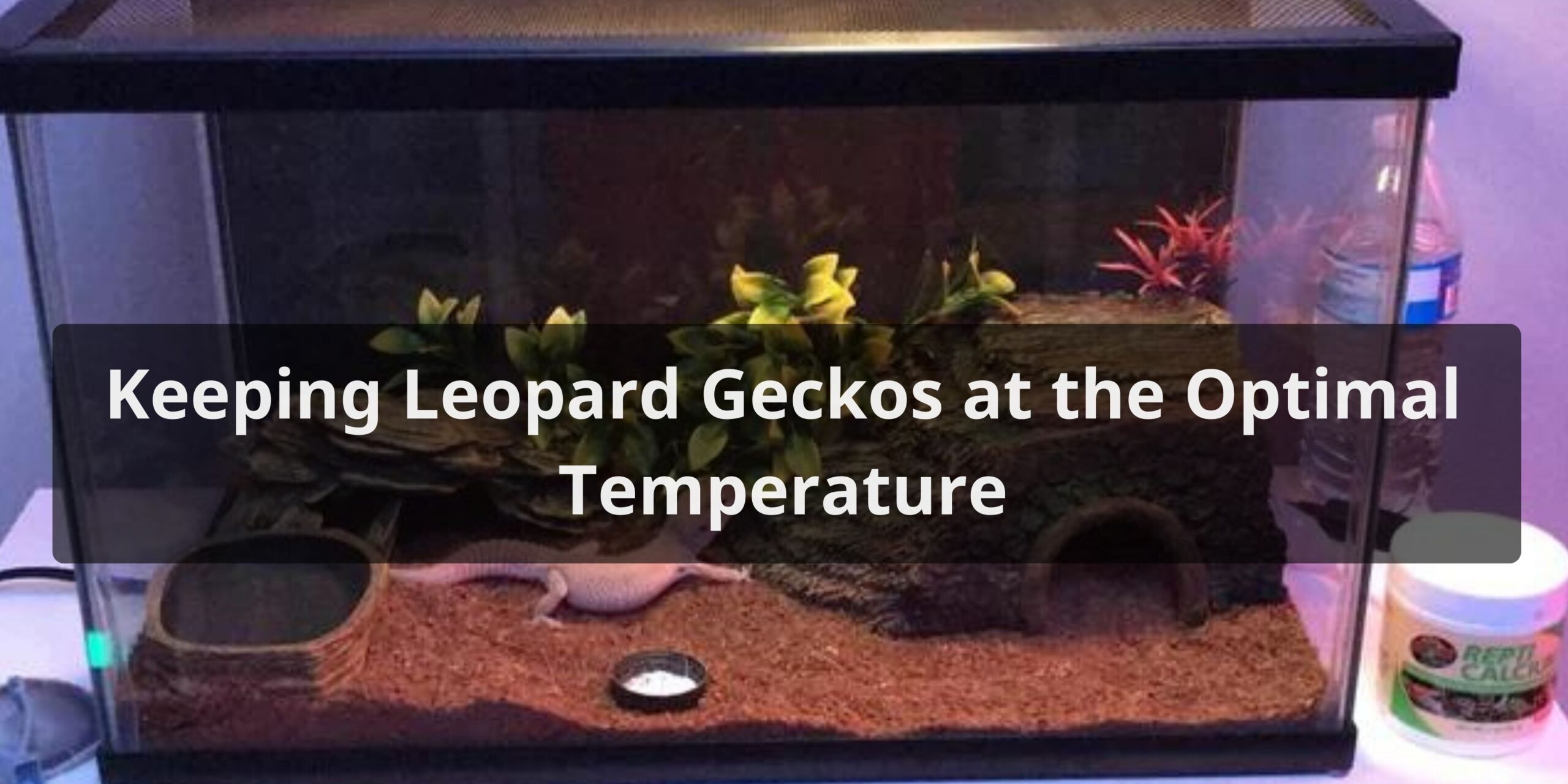 Keeping Leopard Geckos at the Optimal Temperature