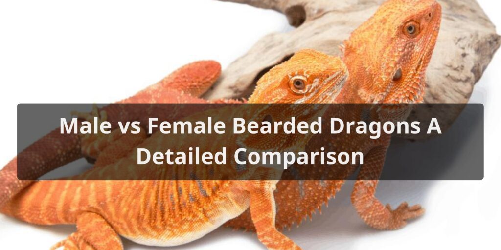 Male vs Female Bearded Dragons A Detailed Comparison