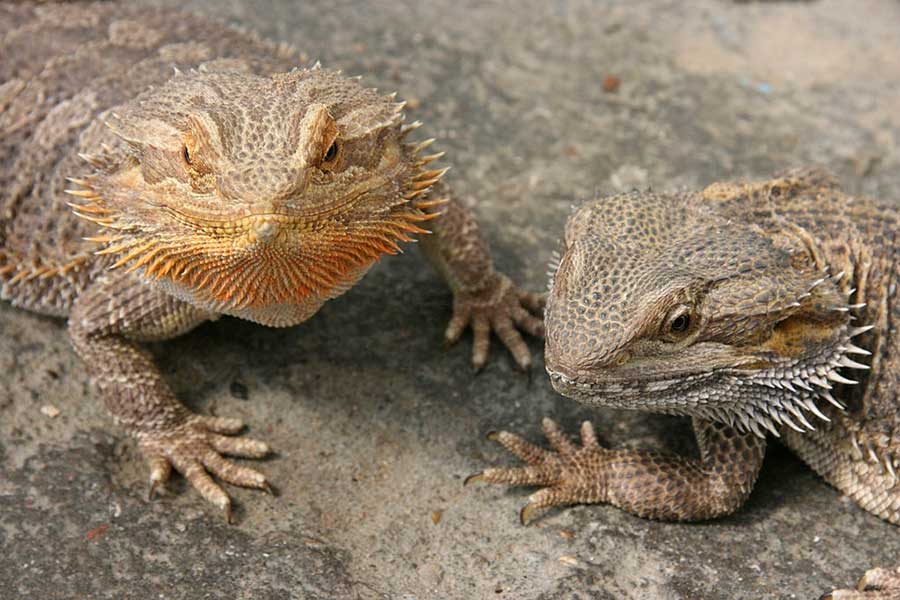 Male or Female Bearded Dragon